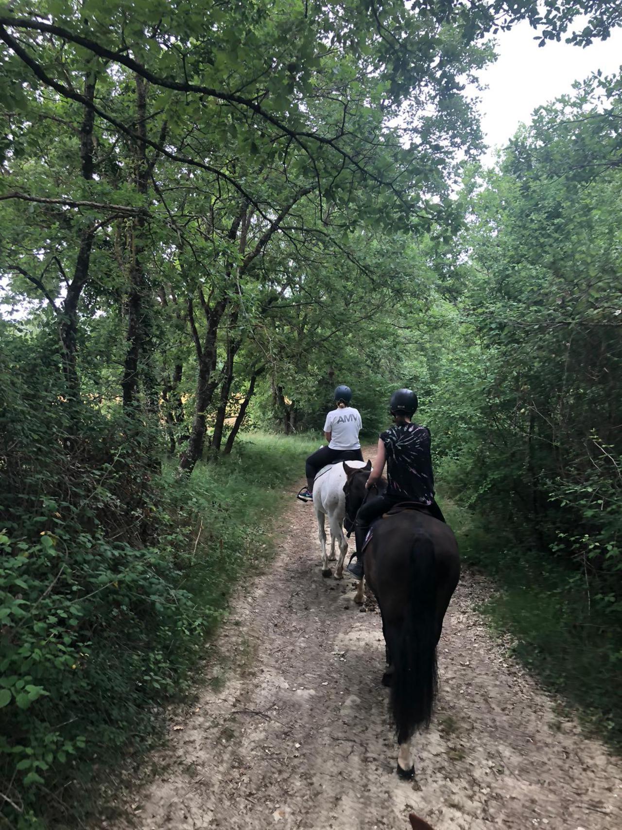 Balade dans les bois 