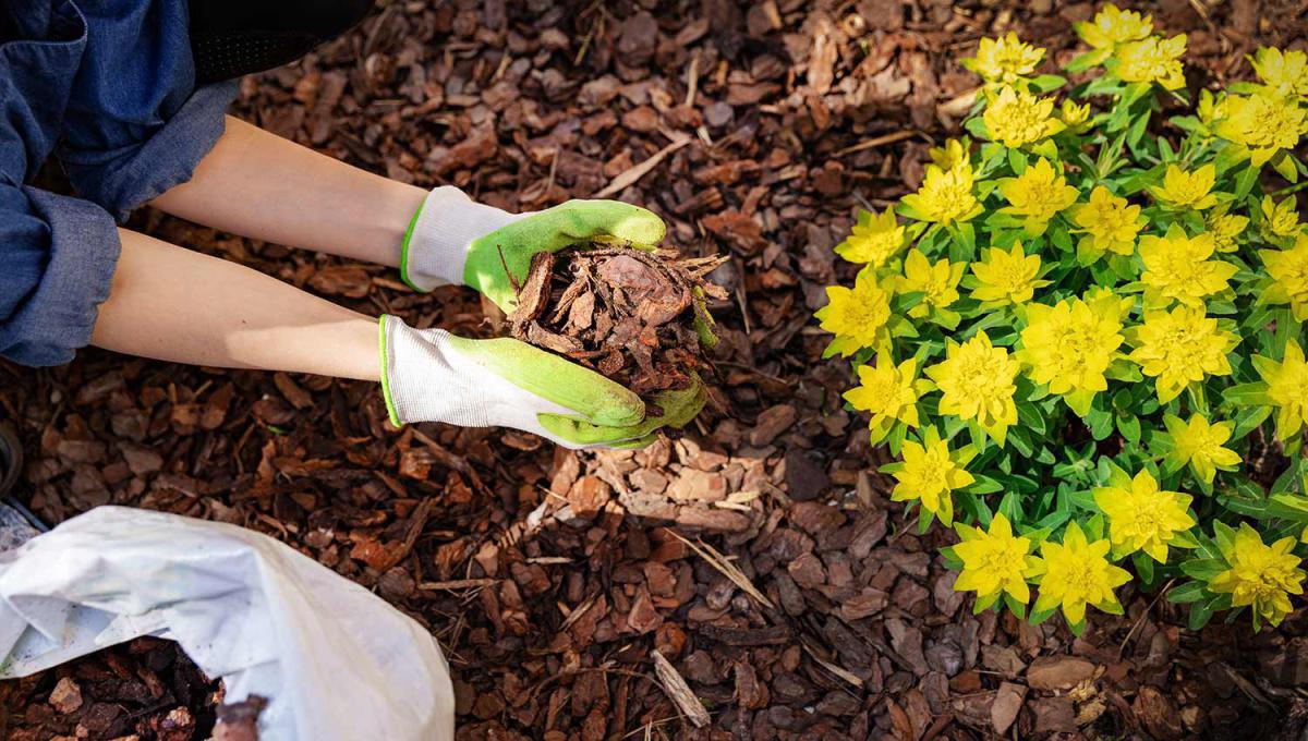 Discover Mulch Discover Mulch