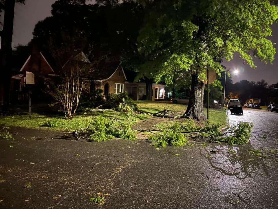 Top 5 Storm Damage Tree Clean-up Techniques