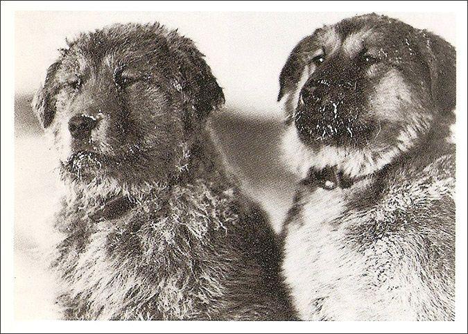 Una de pareja de perros del tiro de Hurley
