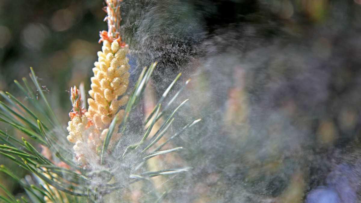 Rhume des foins: apaiser les symptômes naturellement Rhume des foins: apaiser les symptômes naturellement