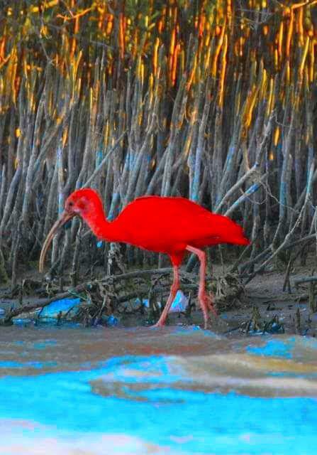 Dibulla Guajira Dibulla Guajira