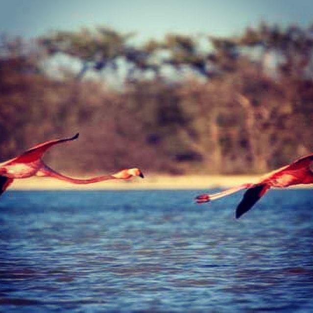 Dibulla Guajira (English) Dibulla Guajira (English)