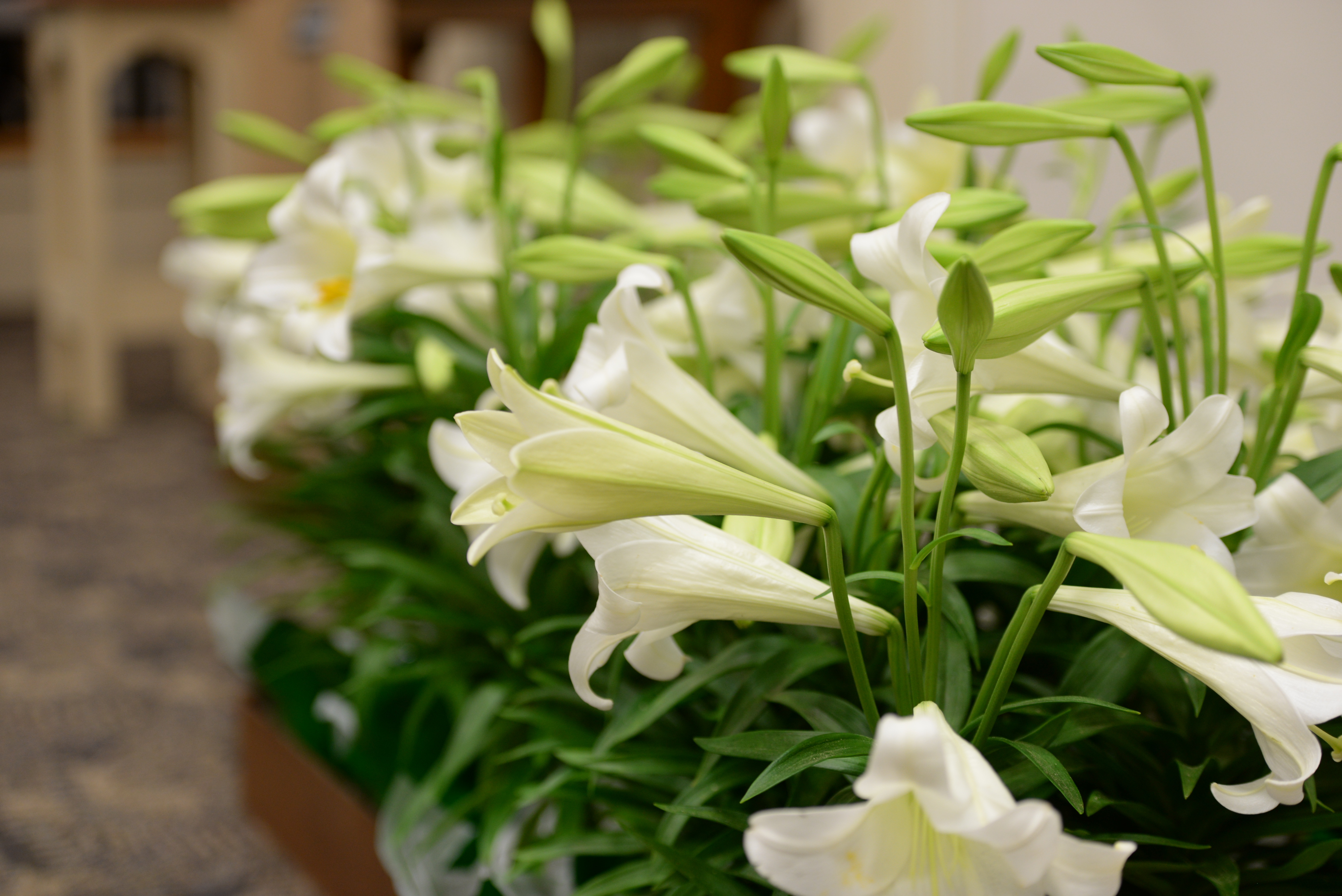easter lillies 