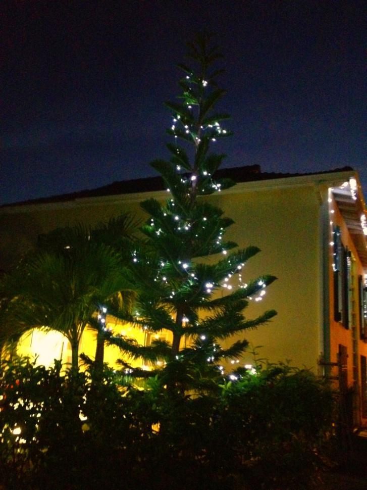 Sapin Araucaria devant la villa Boubou Noël 2012