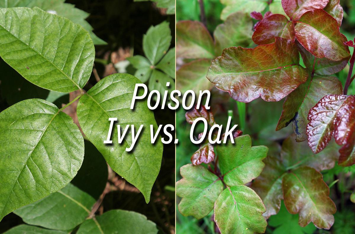 Poison Ivy vs. Poison Oak