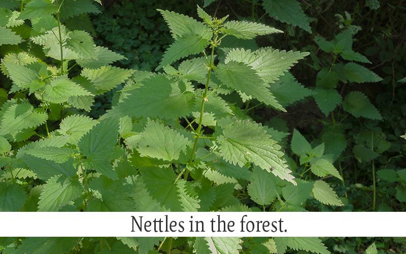 Nettles and Ragweed