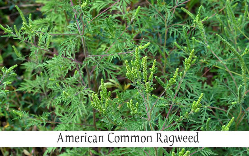 Nettles and Ragweed