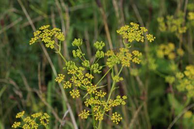 Rash Causing & Dangerous Plants