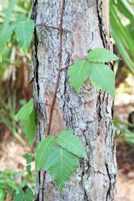 Are dead poison oak or ivy plants safe to touch?