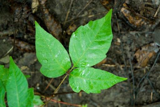 How does poison ivy rash spread?
