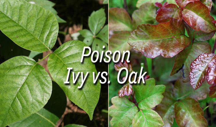Poison Ivy vs. Poison Oak