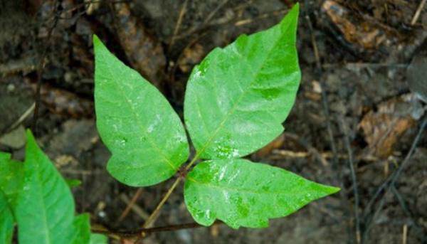 How does poison ivy rash spread?