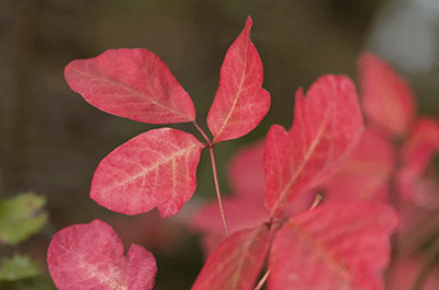 Red Poison Oak