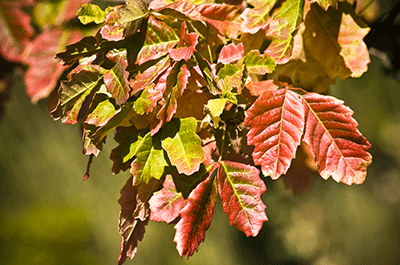 Poison Oak in the Fall