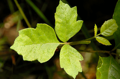 Poison Oak Leaf