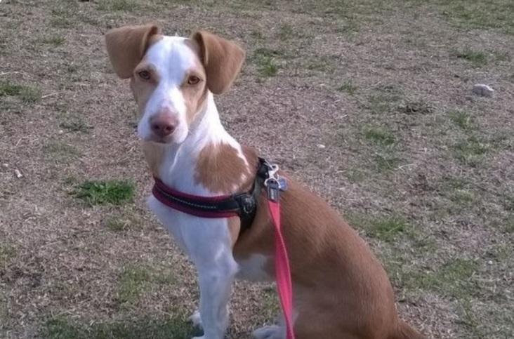 NINA ERA PARALIZZATA, DOVEVA OPERARSI D’URGENZA, POI… L’OZONOTERAPIA NINA ERA PARALIZZATA, DOVEVA OPERARSI D’URGENZA, POI… L’OZONOTERAPIA