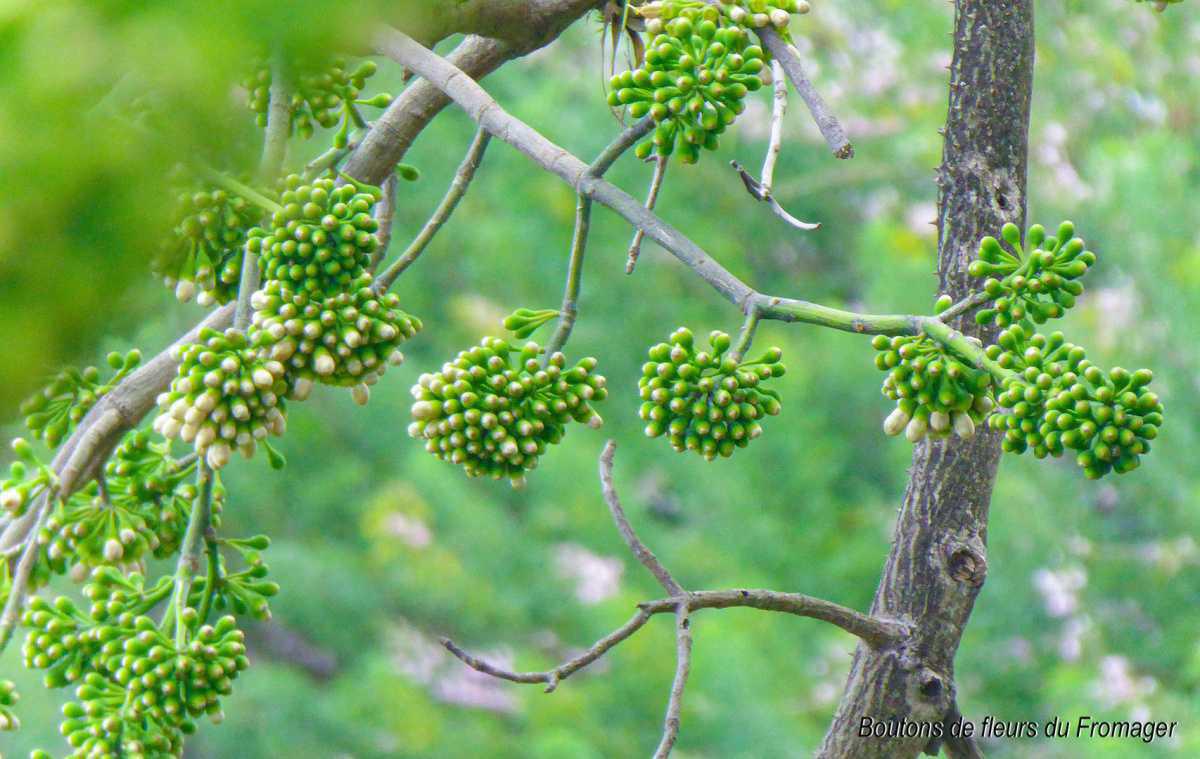 11. Le point de vue du Fromager 11. Le point de vue du Fromager