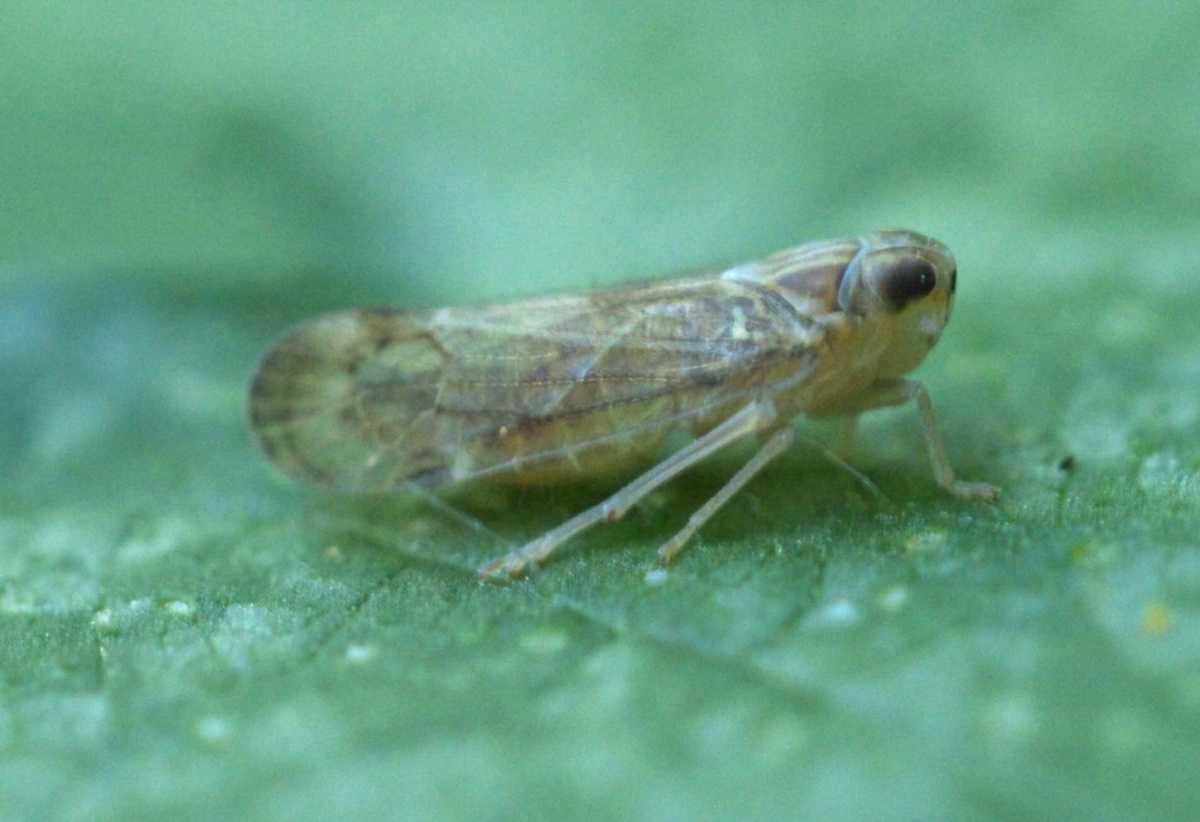 LETHAL YELLOWING - PLANT HOPPER (Mynduscrudus)