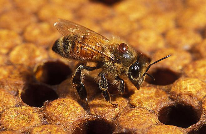 VARROA MITE (Varroa spp.)