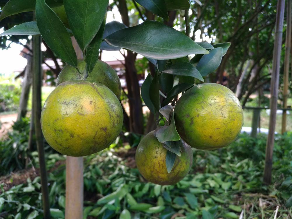 CITRUS GREENING DISEASE (Huanglongbing)