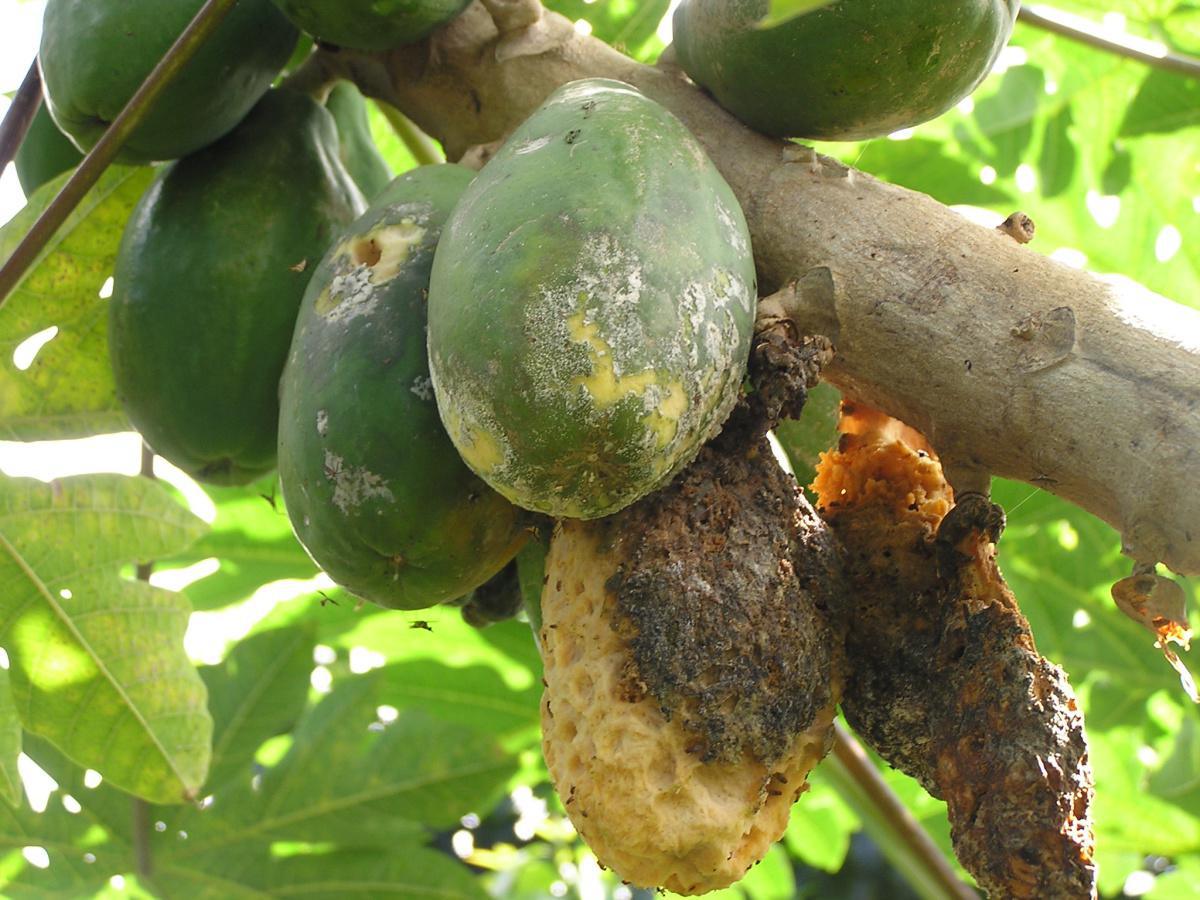 BUD ROT OF PALMS (Phytophthorapalmivora)