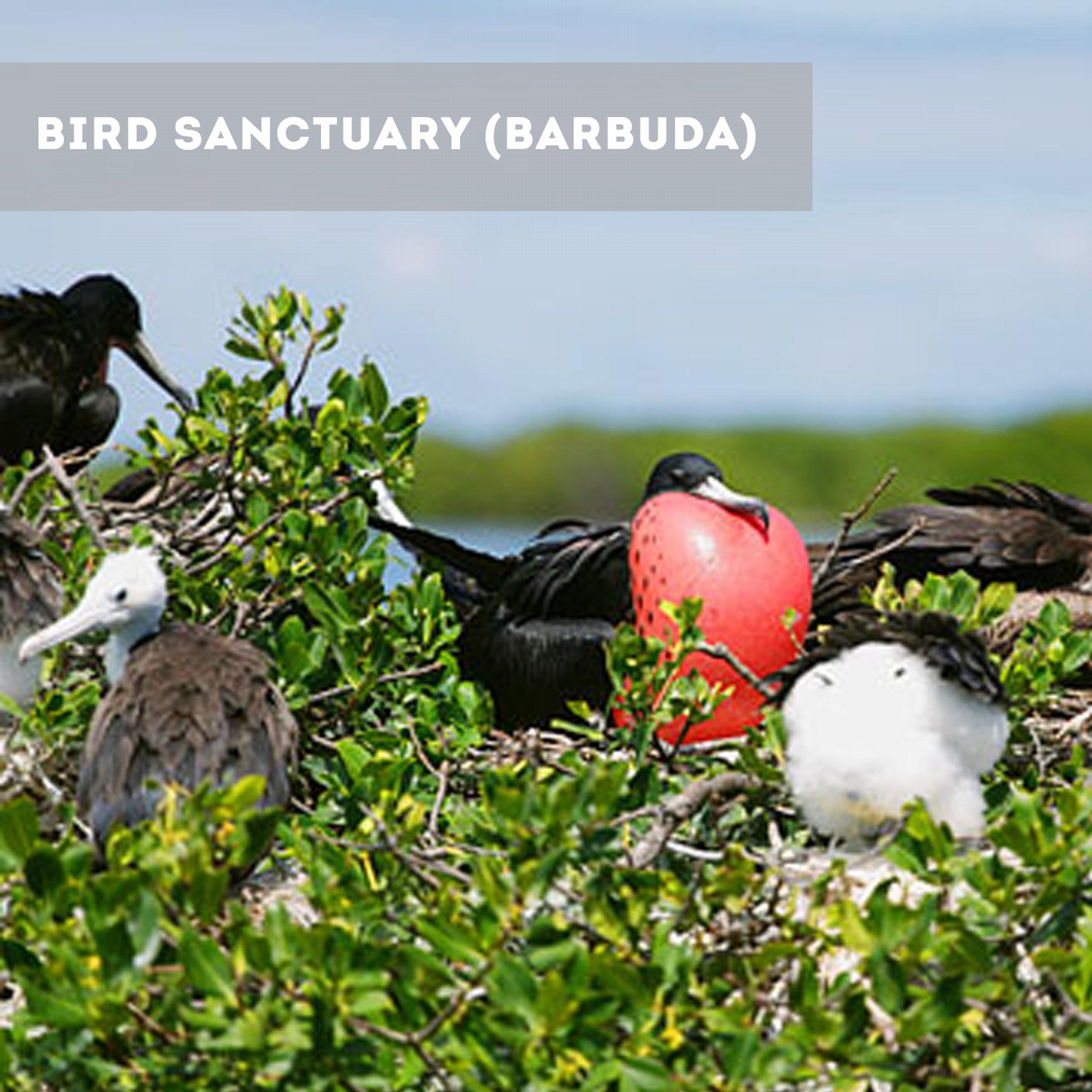 National Birds at Barbuda Sanctuary