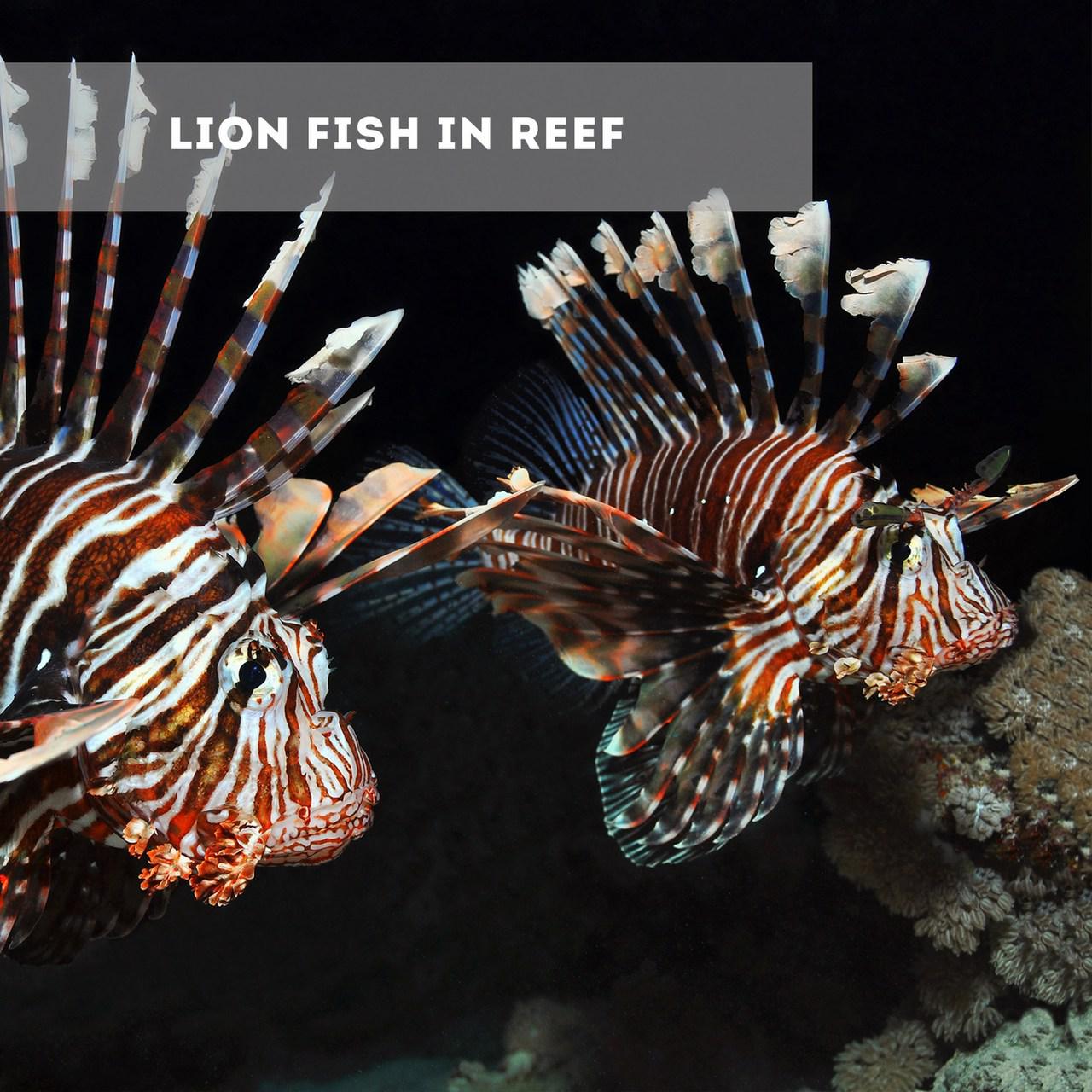 Two Lion Fish in a Reef