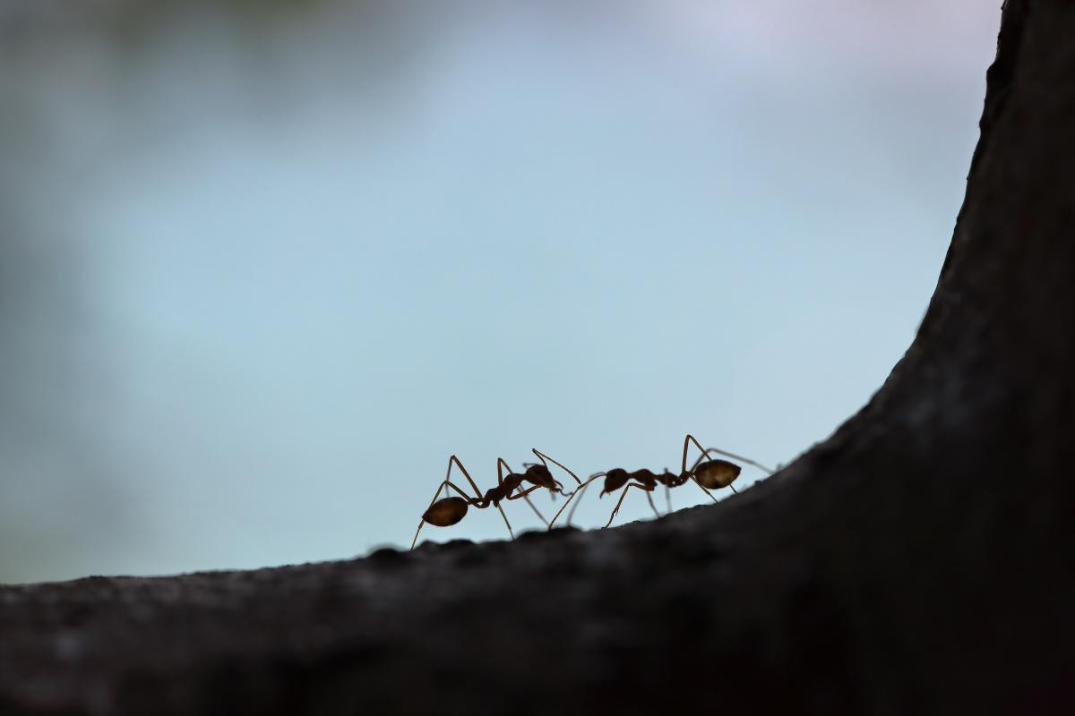 Humans continue to provide sustenance to the hive Humans continue to provide sustenance to the hive