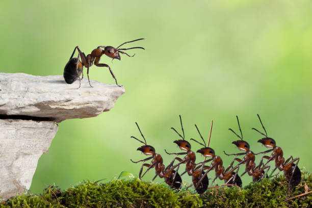 Ant Festival