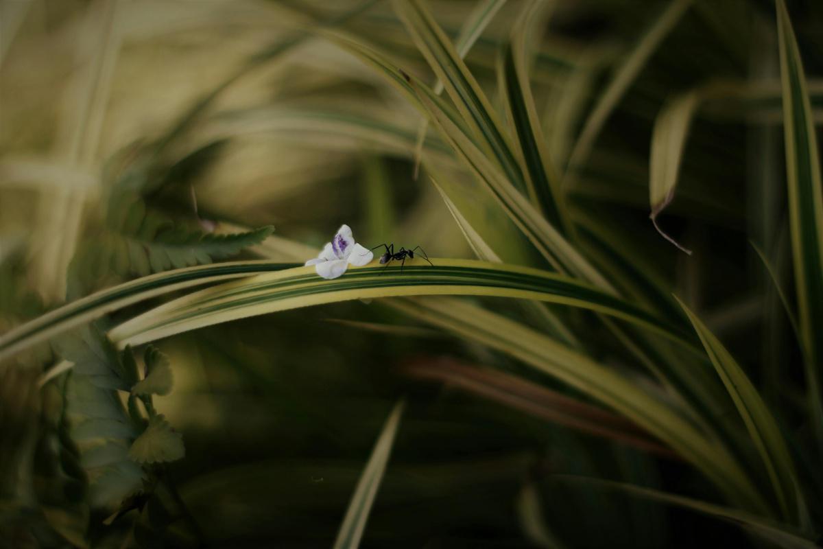 Ants Launch "Operation Sugar Bowl," a Covert Mission for Sweet Treats