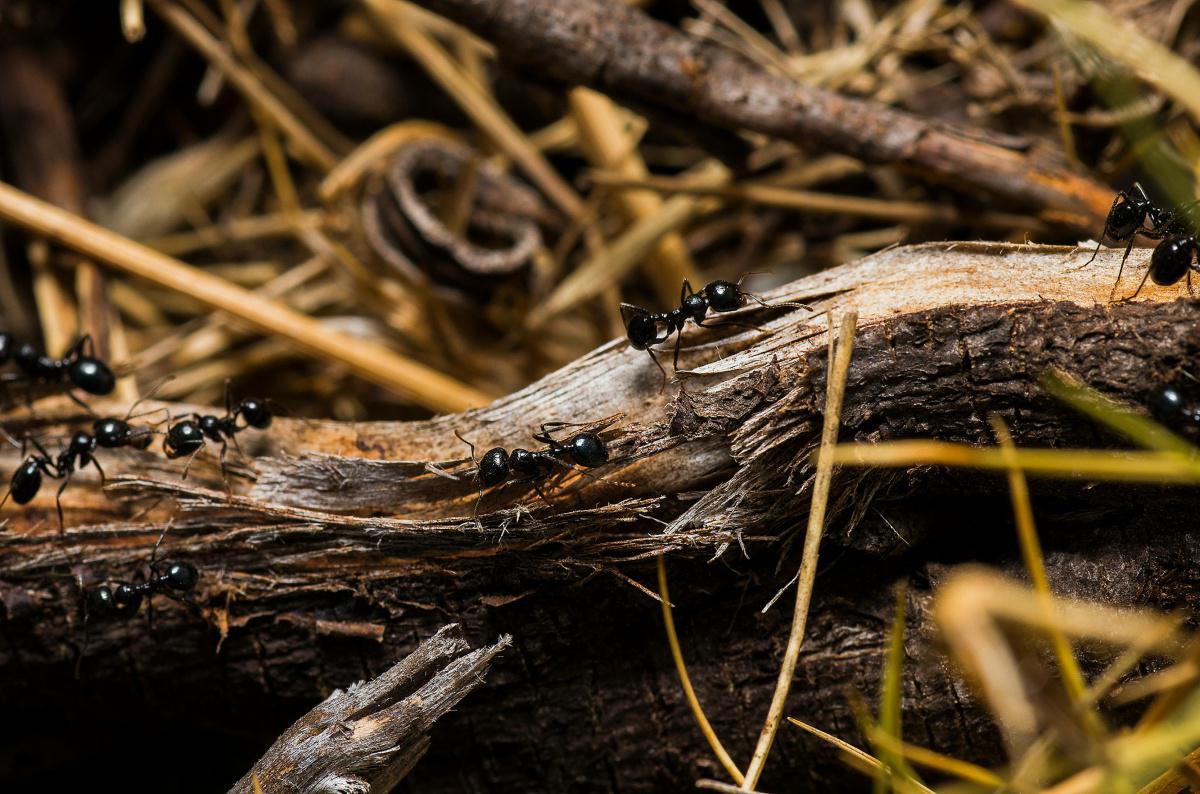 Ants Launch "Operation Sugar Bowl," a Covert Mission for Sweet Treats