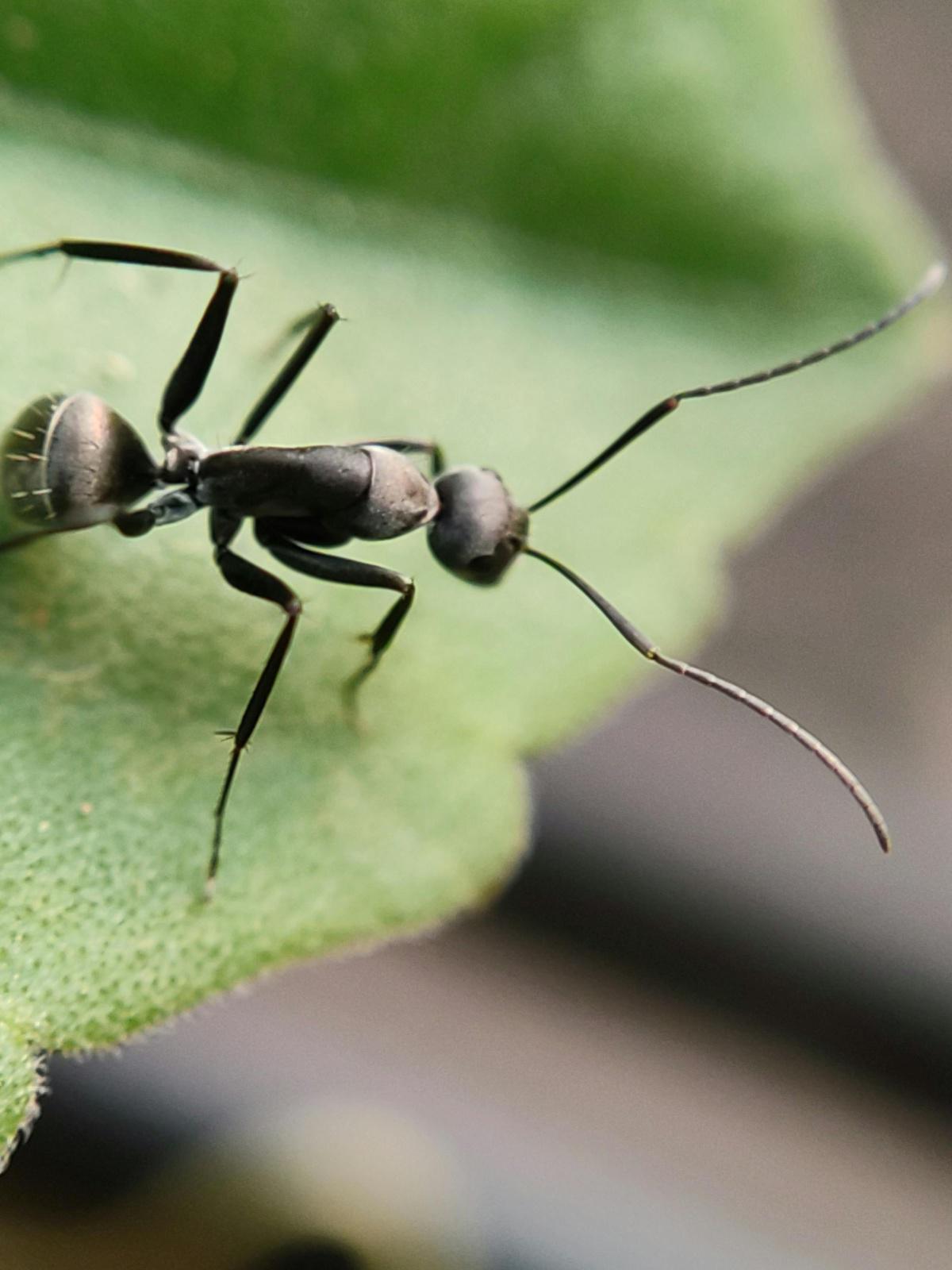 Ants Launch "Operation Sugar Bowl," a Covert Mission for Sweet Treats