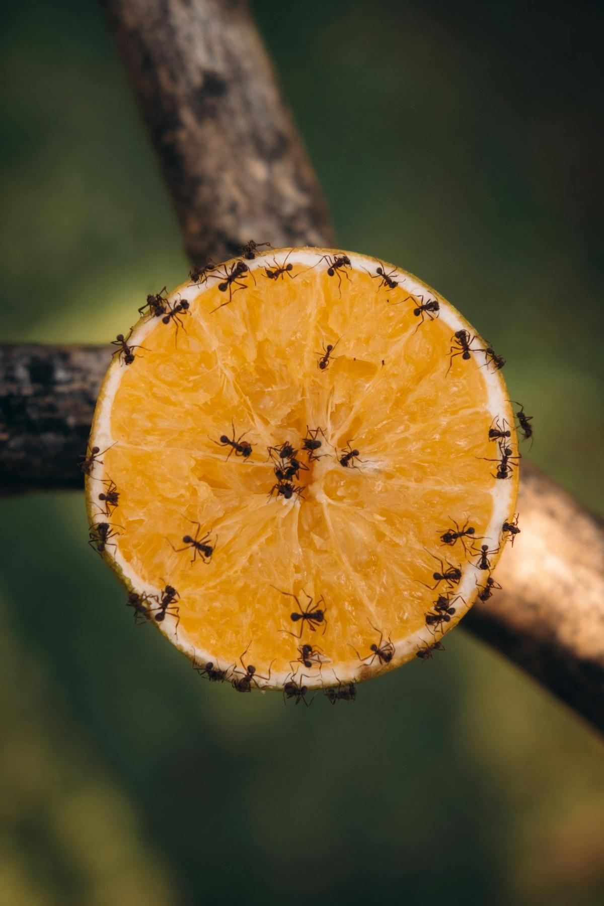 Short Title Short Title