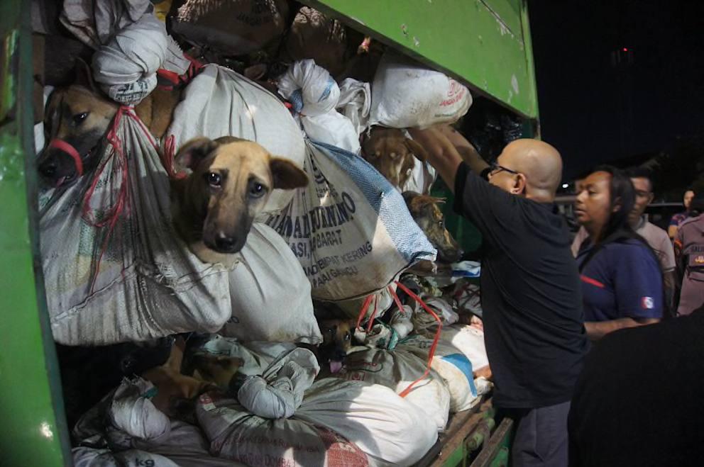 Operation de sauvetage: 226 chiens sauvés d'un abattoir en Indonésie par les autorités
