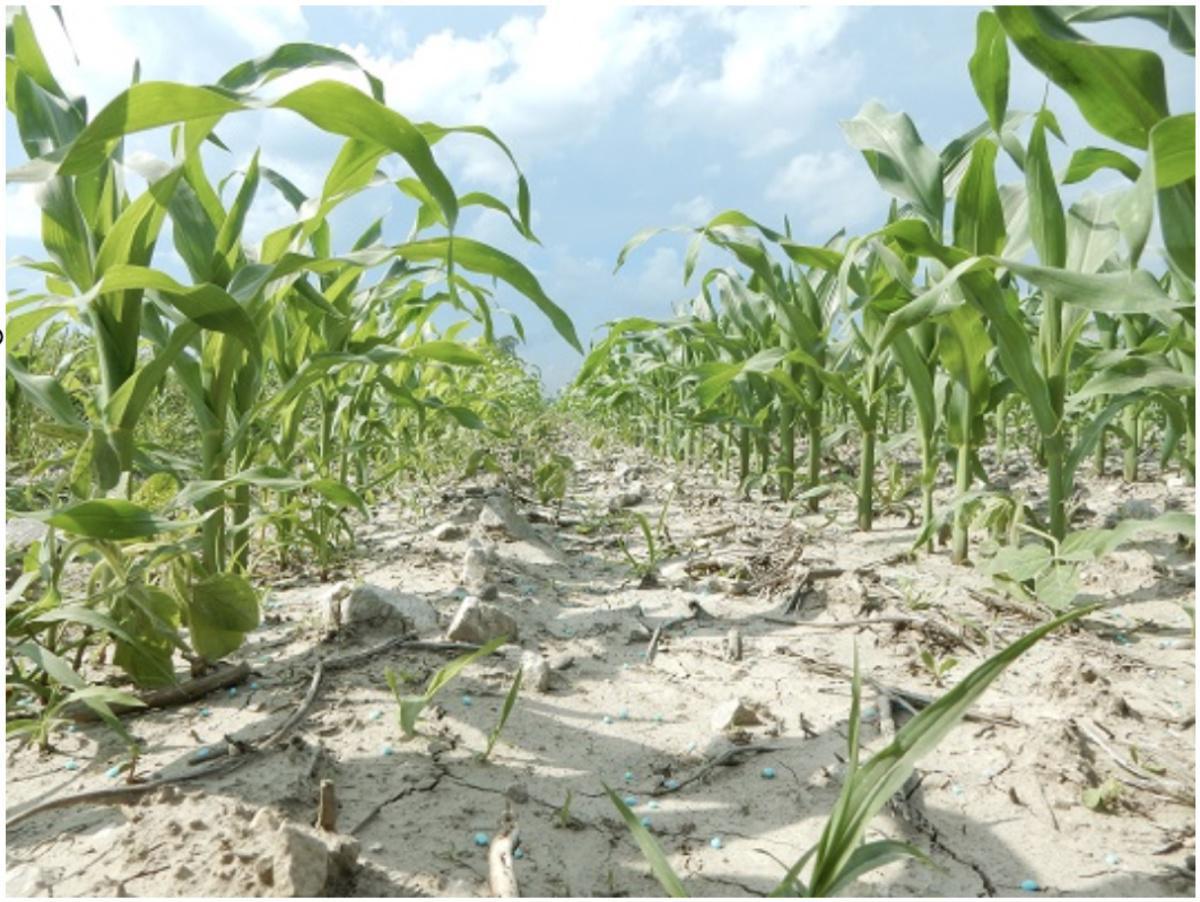Hausse des droits de douane sur le phosphate marocain : un coup dur pour les agriculteurs américains Hausse des droits de douane sur le phosphate marocain : un coup dur pour les agriculteurs américains