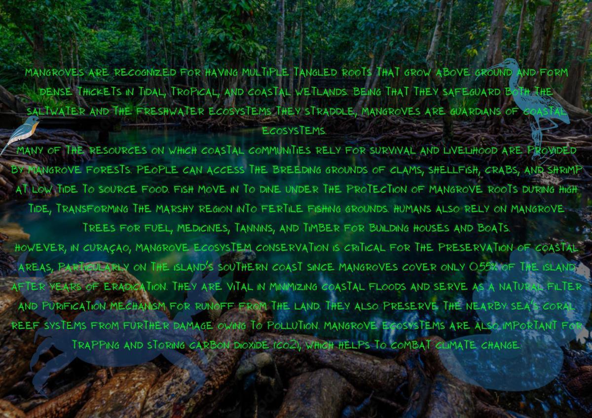 Eco-Warrior Jemal: Mangrove Eco-Challenge