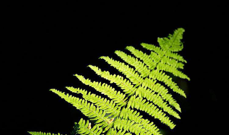 Sortie Nature à Béthemont la Forêt