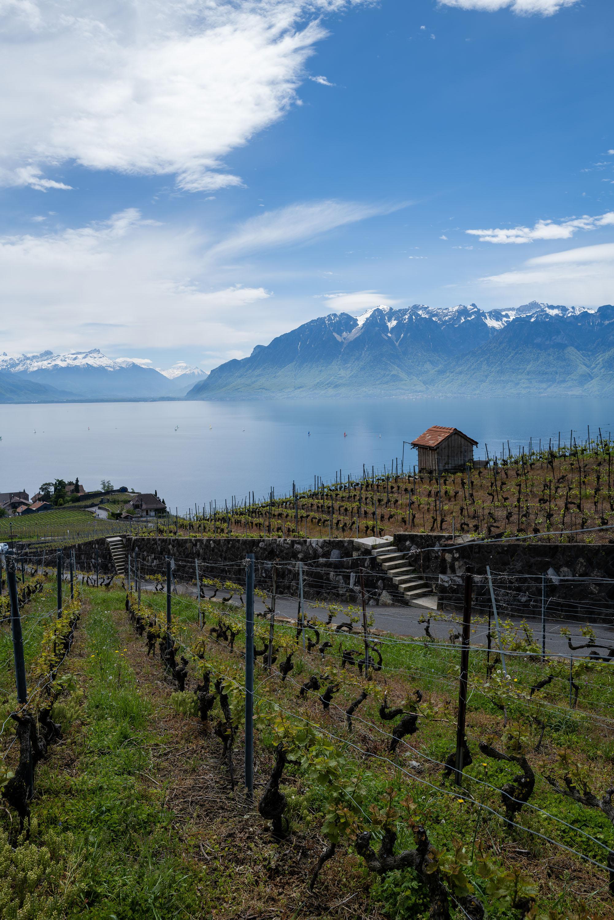 Vignes - Suisse