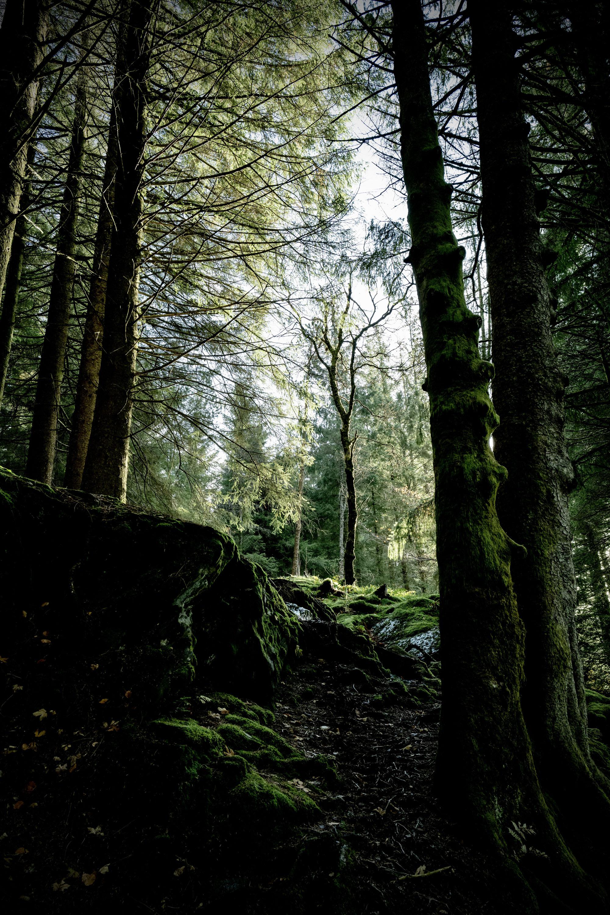 Forêt magique - Bergen