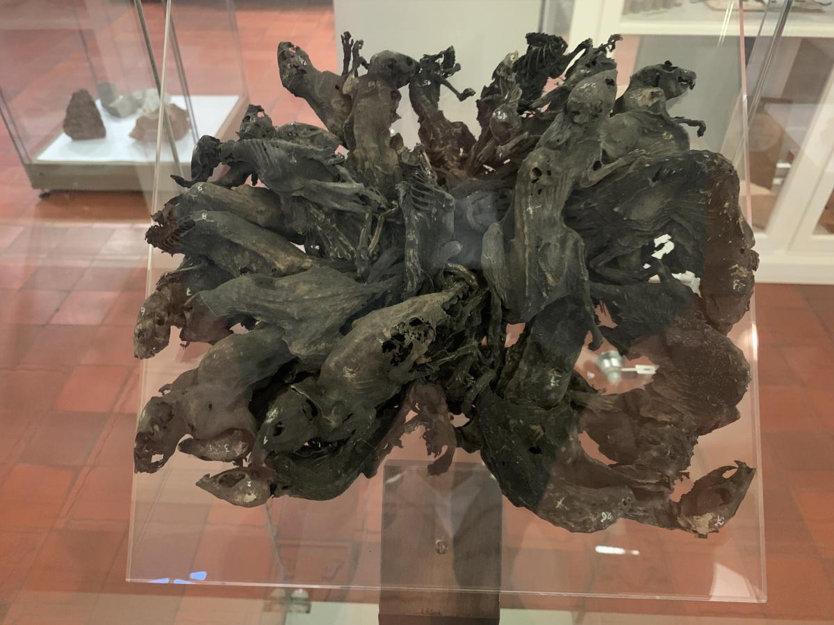 Rattenkönig Rattenkönig