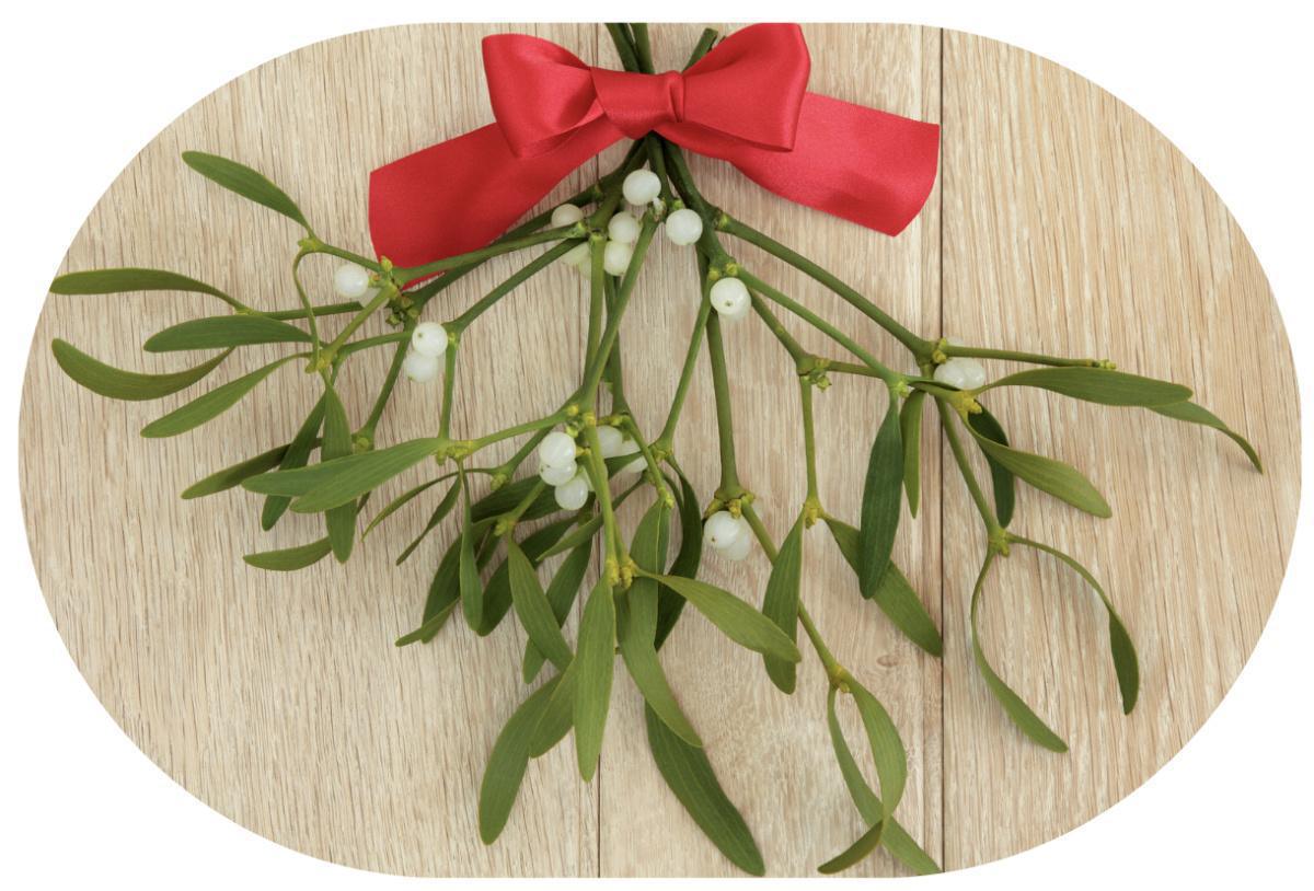 Pourquoi s’embrasse-t-on sous le gui à Noël ?