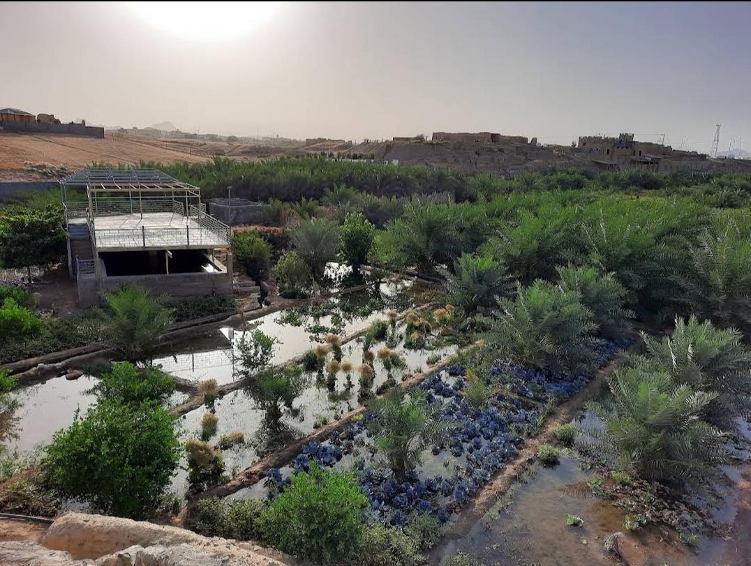 Al Jabriyah Water Spring - عين الجابرية ينبع النخل