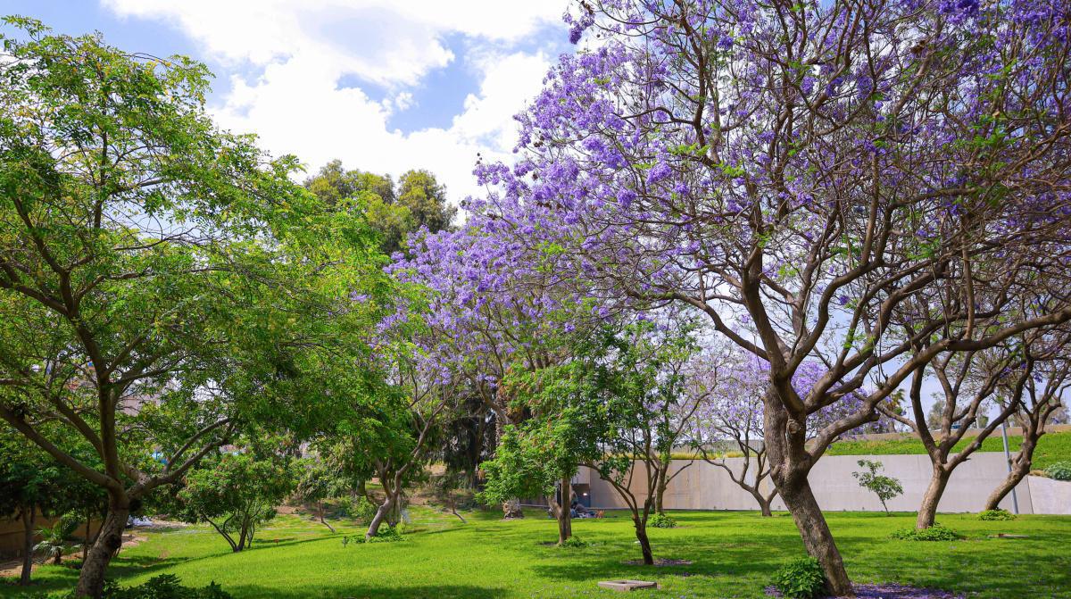 موسم جاكرندا - حي مفتاحة في أبها موسم جاكرندا - حي مفتاحة في أبها