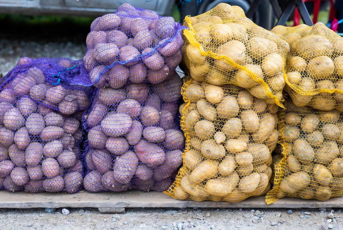 Pommes de Terre