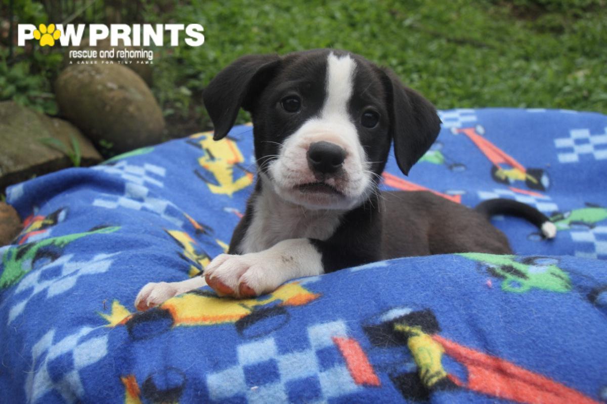 Paw Prints Rescue and Rehoming Paw Prints Rescue and Rehoming