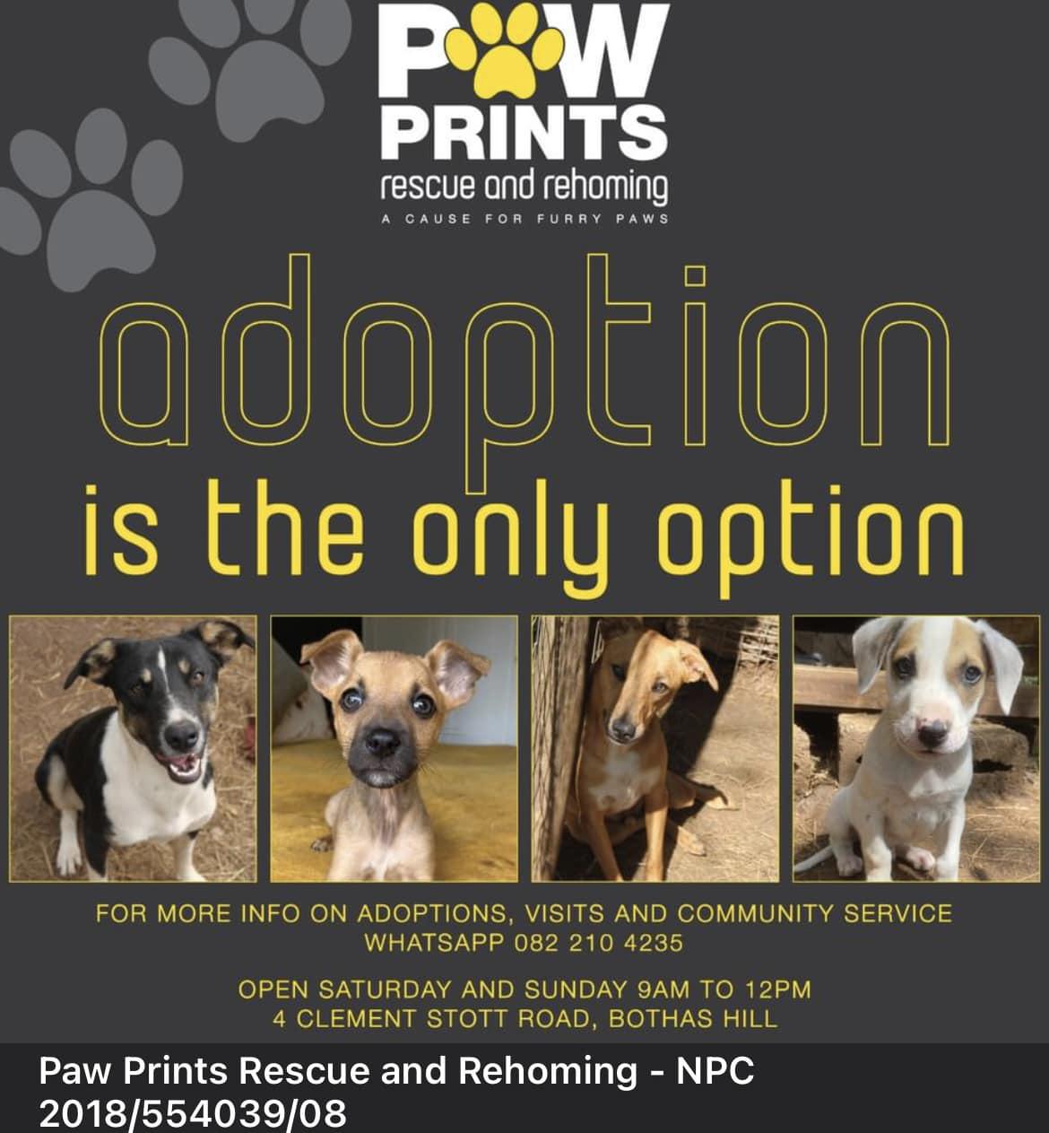 Paw Prints Rescue and Rehoming Paw Prints Rescue and Rehoming
