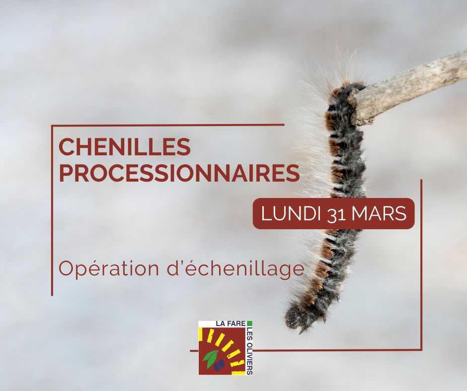 Une nouvelle intervention contre les chenilles processionnaires