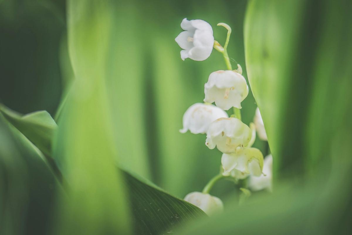 1er mai : vente de Muguet - connaissez-vous les règles ? 