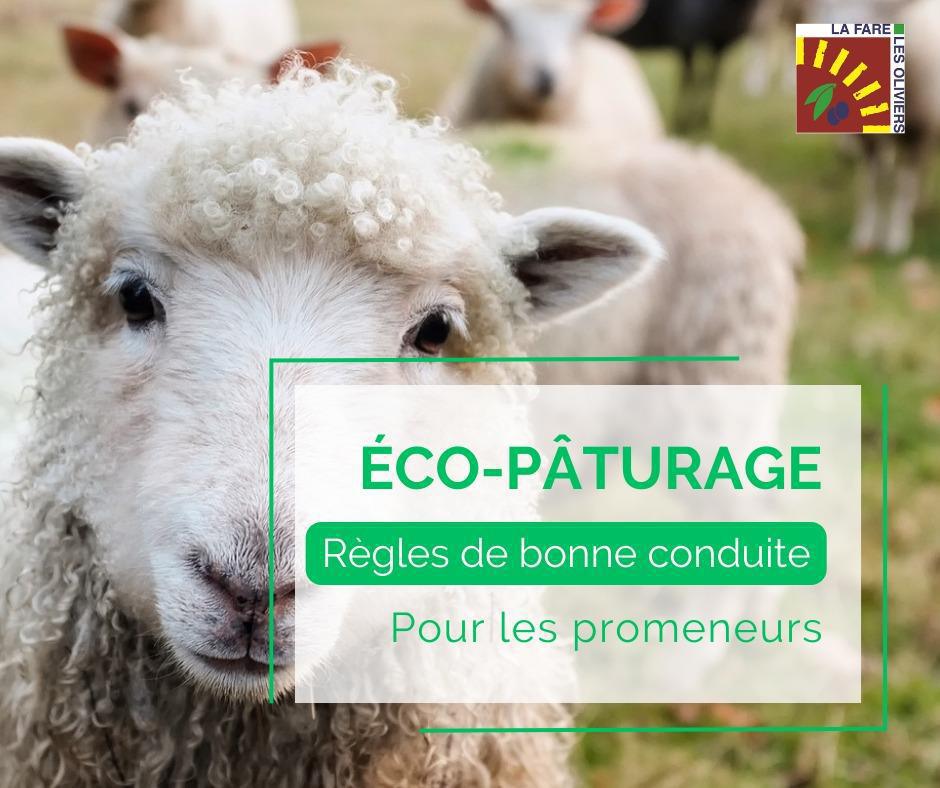 Eco-pâturage en colline - merci de respecter le travail du berger et de ses chiens !